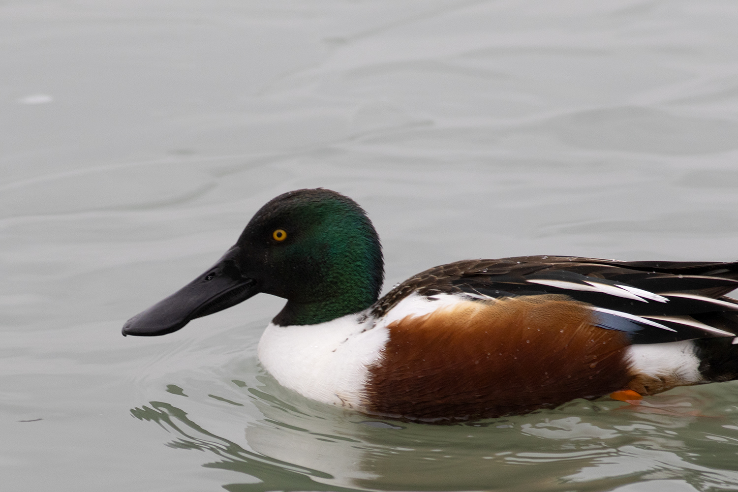 Northern Shoveler